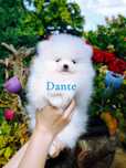 Wybitnie piękny malutki piesek*pomeranian*rodowód*czip