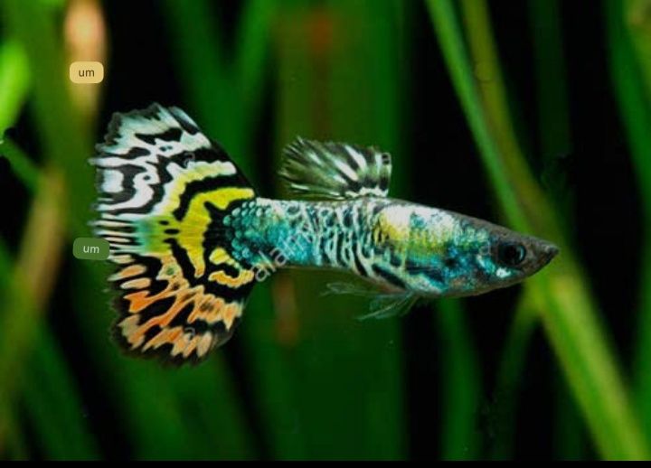 Guppy cobra/tiger Yellow e Green