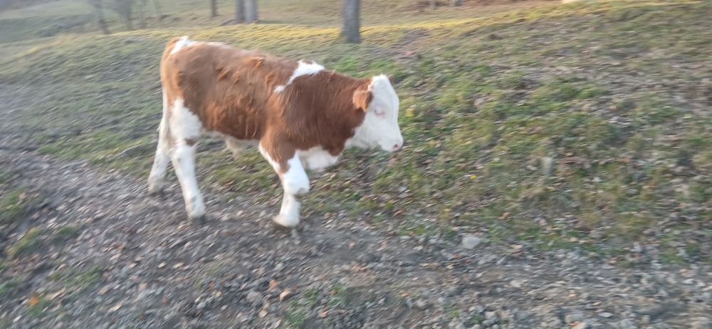 Cielę byczek Simental 180 kg
