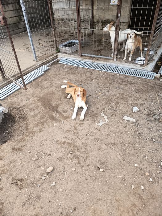 Dão se cachorrinhos com 4meses e meio