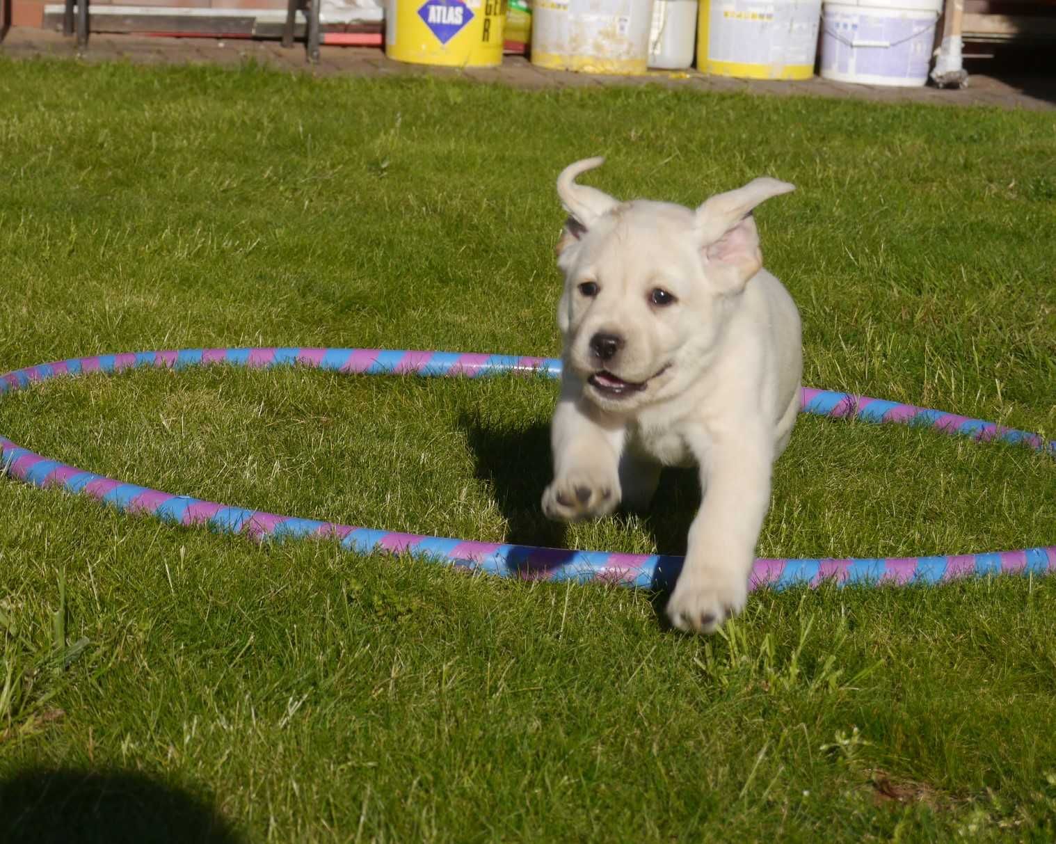 Labrador retriever - biszkoptowa suczka z rodowodem [FCI]