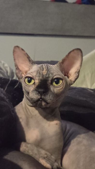 Przepiękna kotka rasy Sfinks Kanadyjski Sphynx