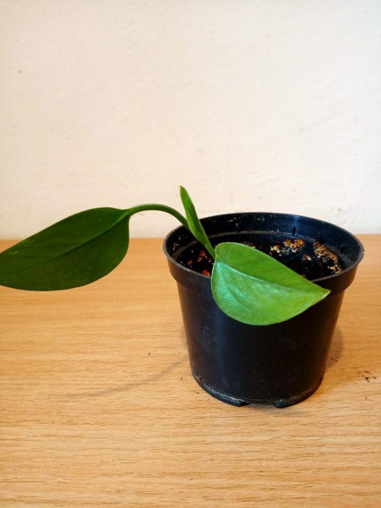 Epipernum filodendron roślina pnąca
