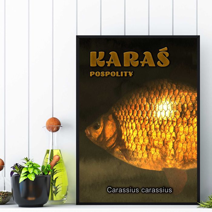plakat do pokoju ryba karaś pospolity, plakat ryba karaś