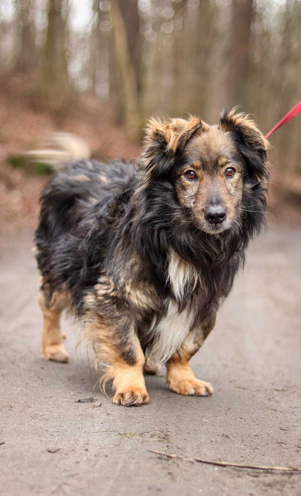 Piękny, puchaty miś, bardzo grzeczny, spokojny do adopcji