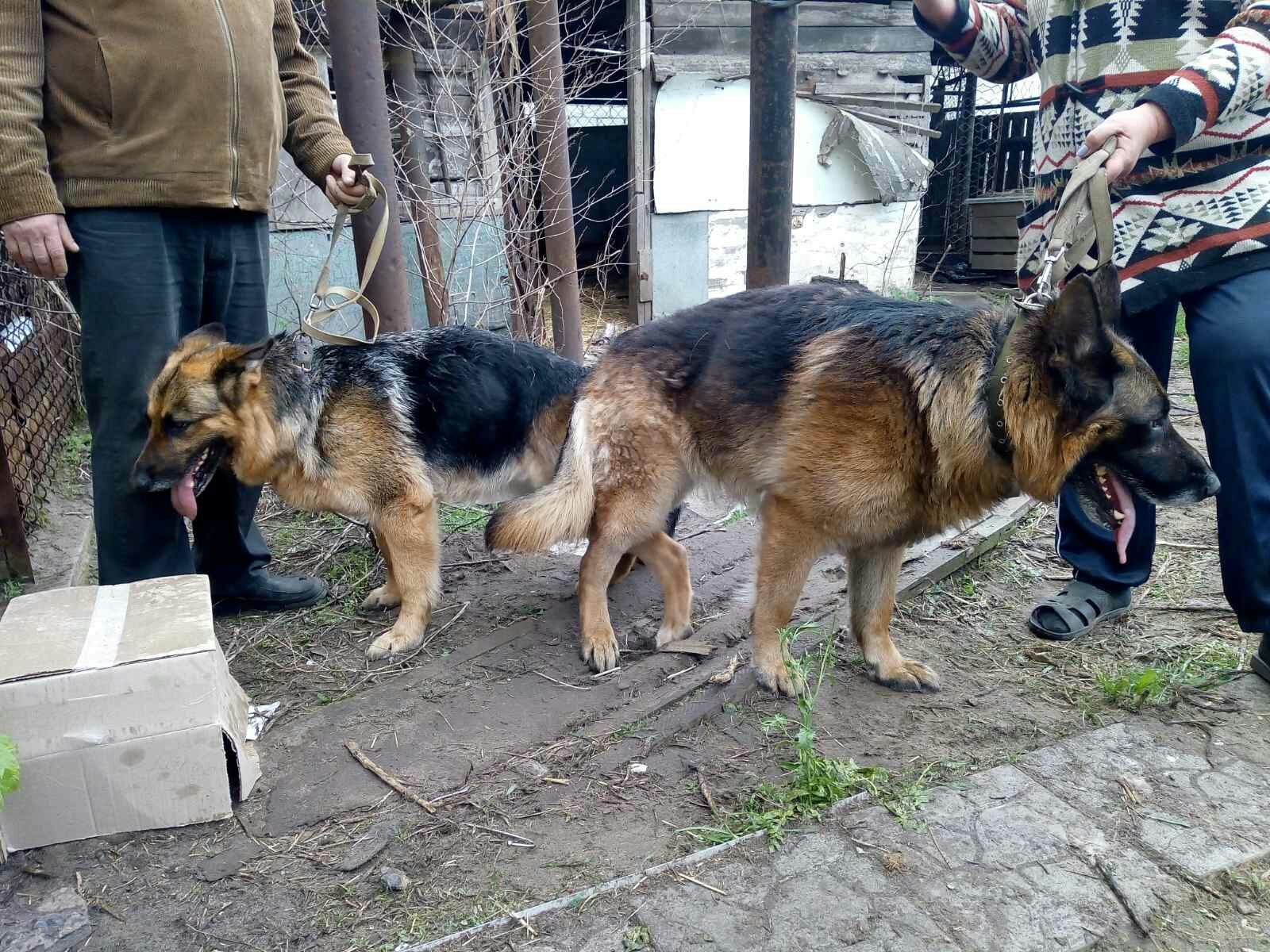 Инструктор по вязке собак!