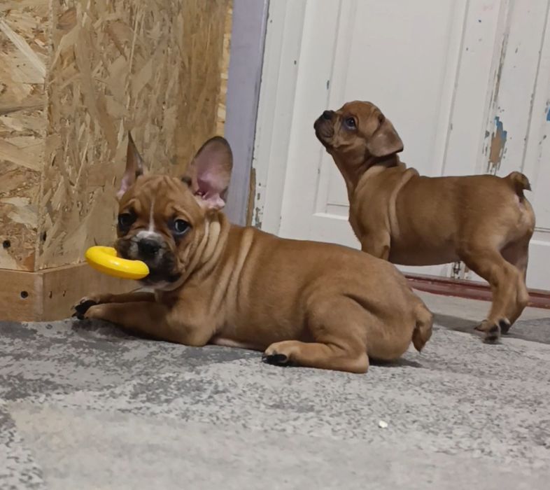 Французький бульдог