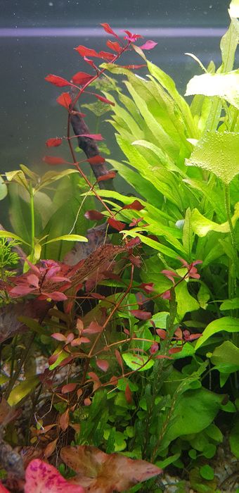 Sadzonka rośliny akwariowe - duży zestaw