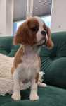 Cavalier King Charles Spaniel Sunia Do Odbioru Komplet Szczepien