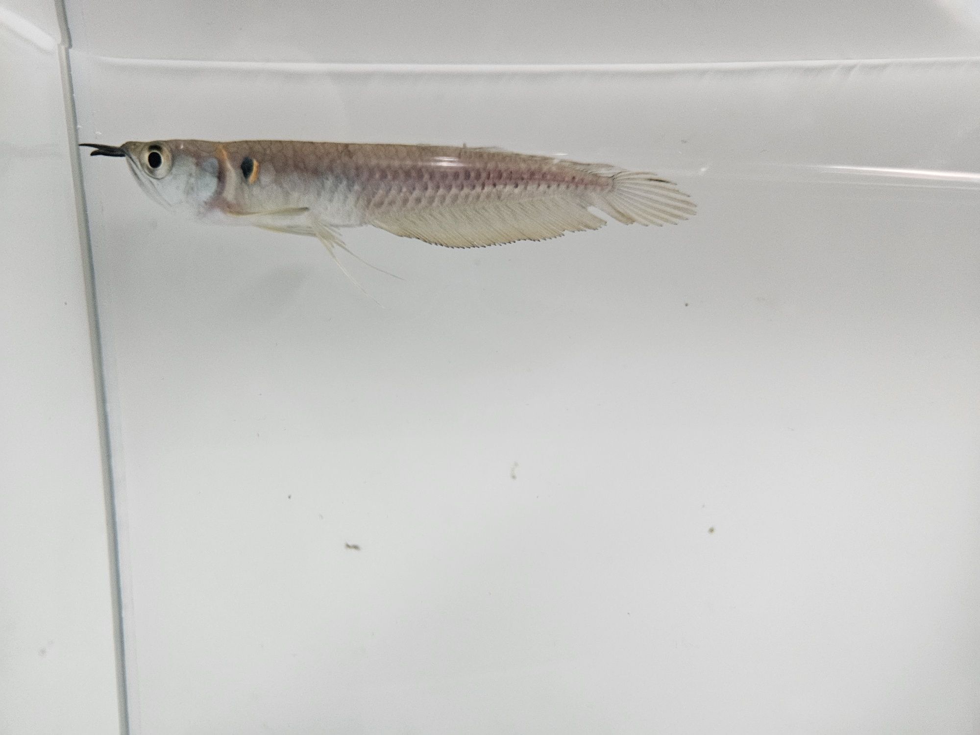 Arowana srebrna zapraszamy