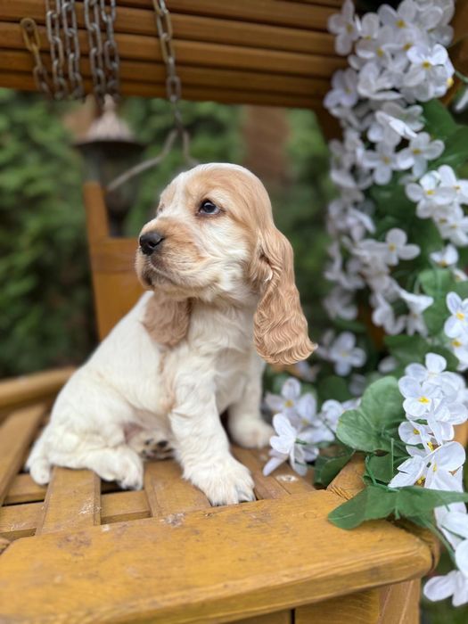 Cocker spaniel angielski Piesek