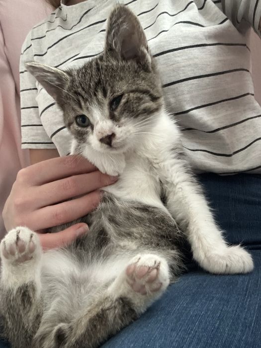 Kotek maly kocur za darmo