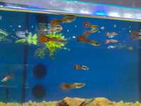Guppys várias cores