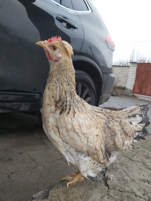 Чешський Домінант 4,5 місяця