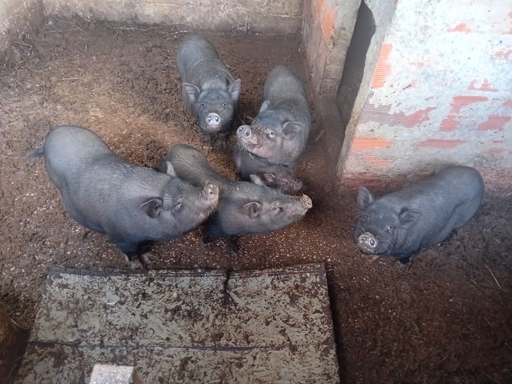 Porcos Vienemitas