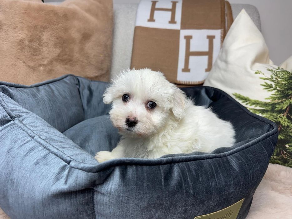 maltanczyk szczeniak