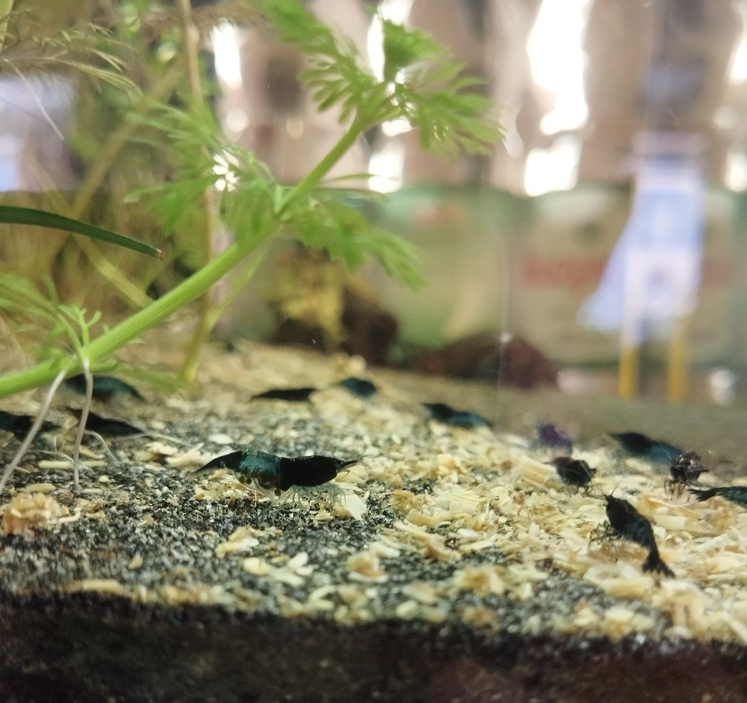 Krewetki neocardina Blue Velvet