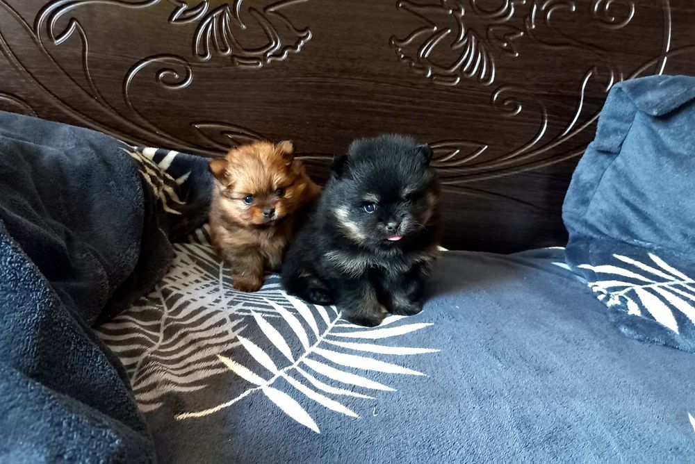 Вязка померанский шпиц