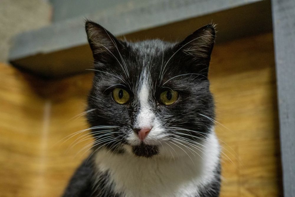 Rafiki, śliczny przyjacielski kot do adopcji