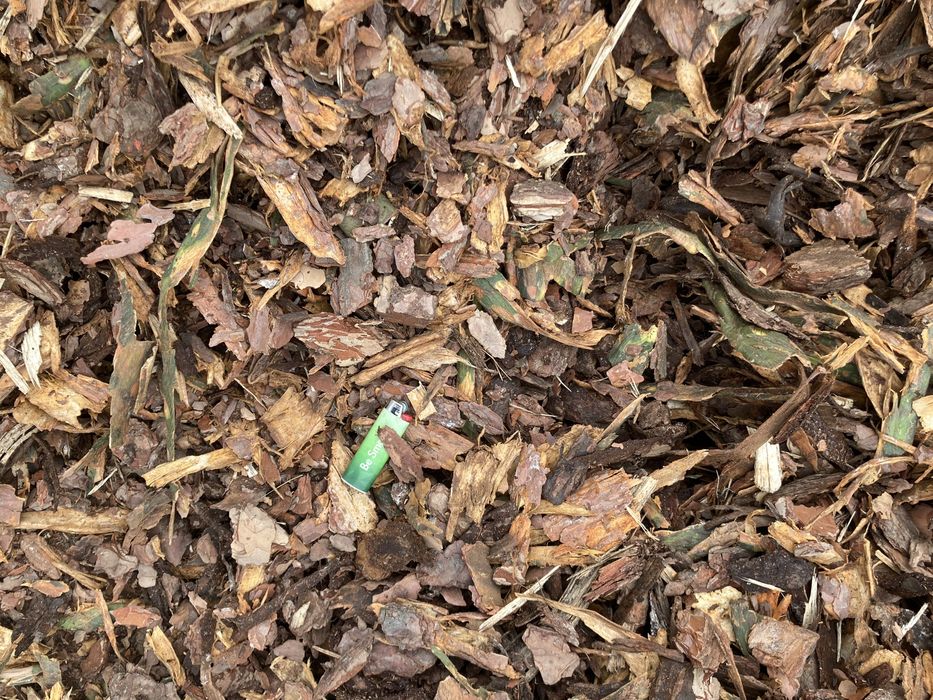 Kora Sosnowa Świeża