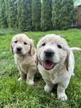 Golden Retriever ZKwP FCI *po championie Polski i Rosji*