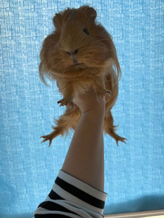 Безкоштовно віддам морську свинку з кліткою