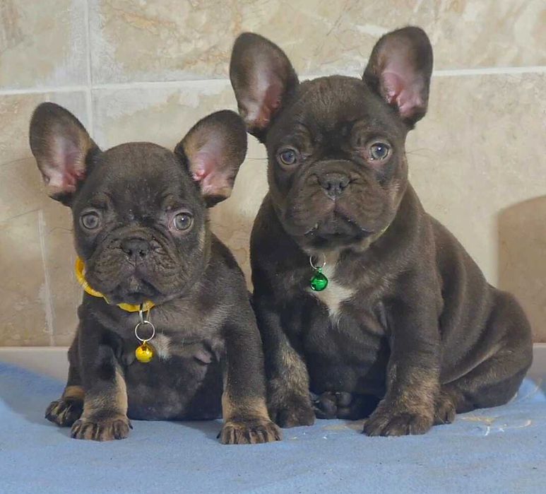 В отличном качестве от привозных родителей щенки французского бульдога