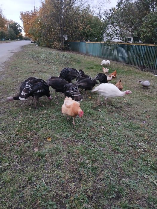 Продам індиків,домашніх,доглянутих,гарних