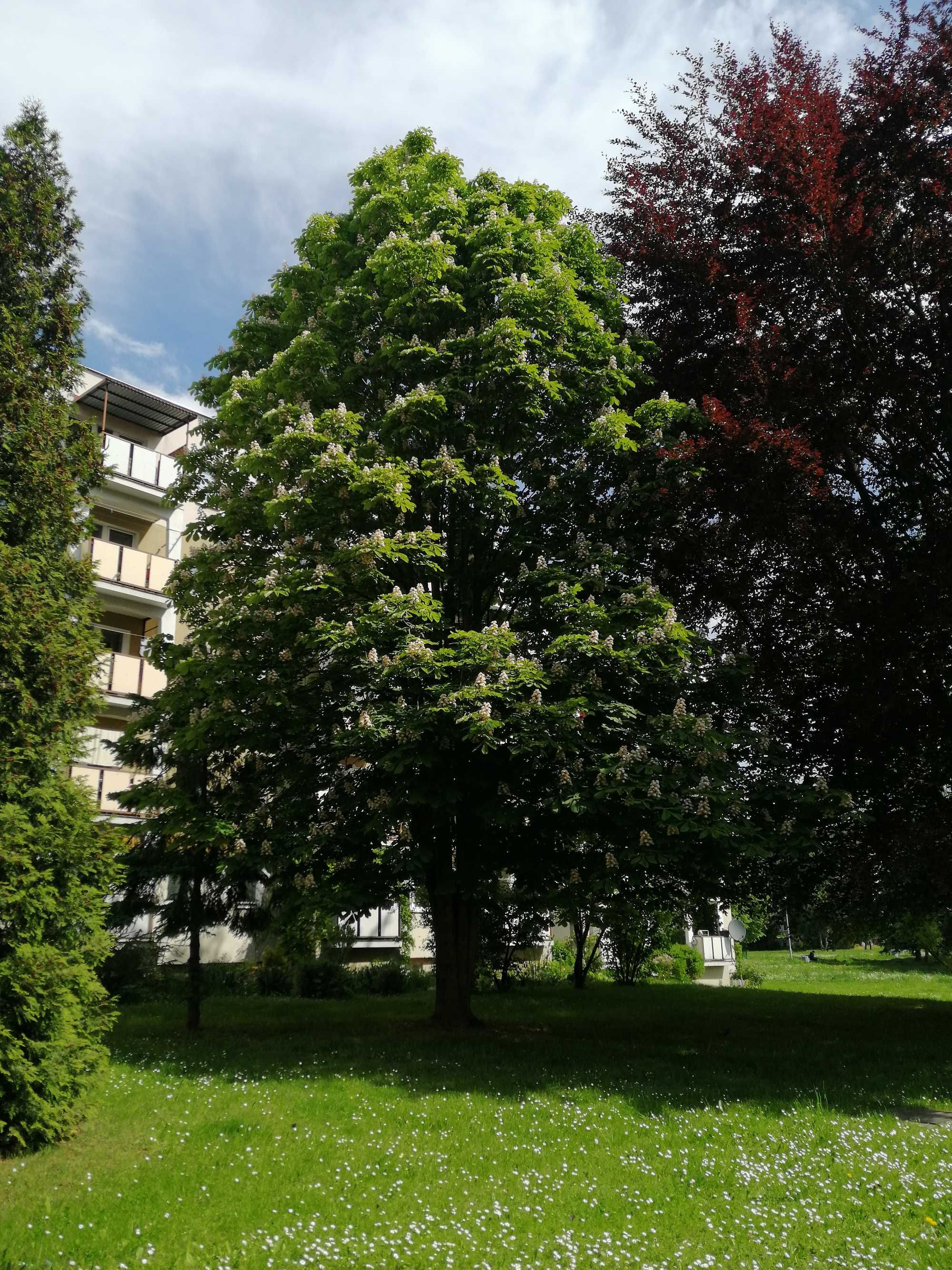 Kasztanowiec czerwony 'Briotti'