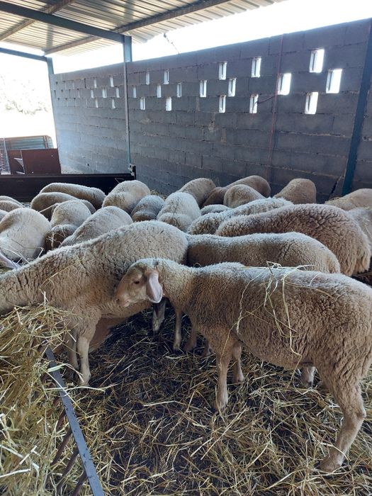 Borregas lacaune com 8 meses