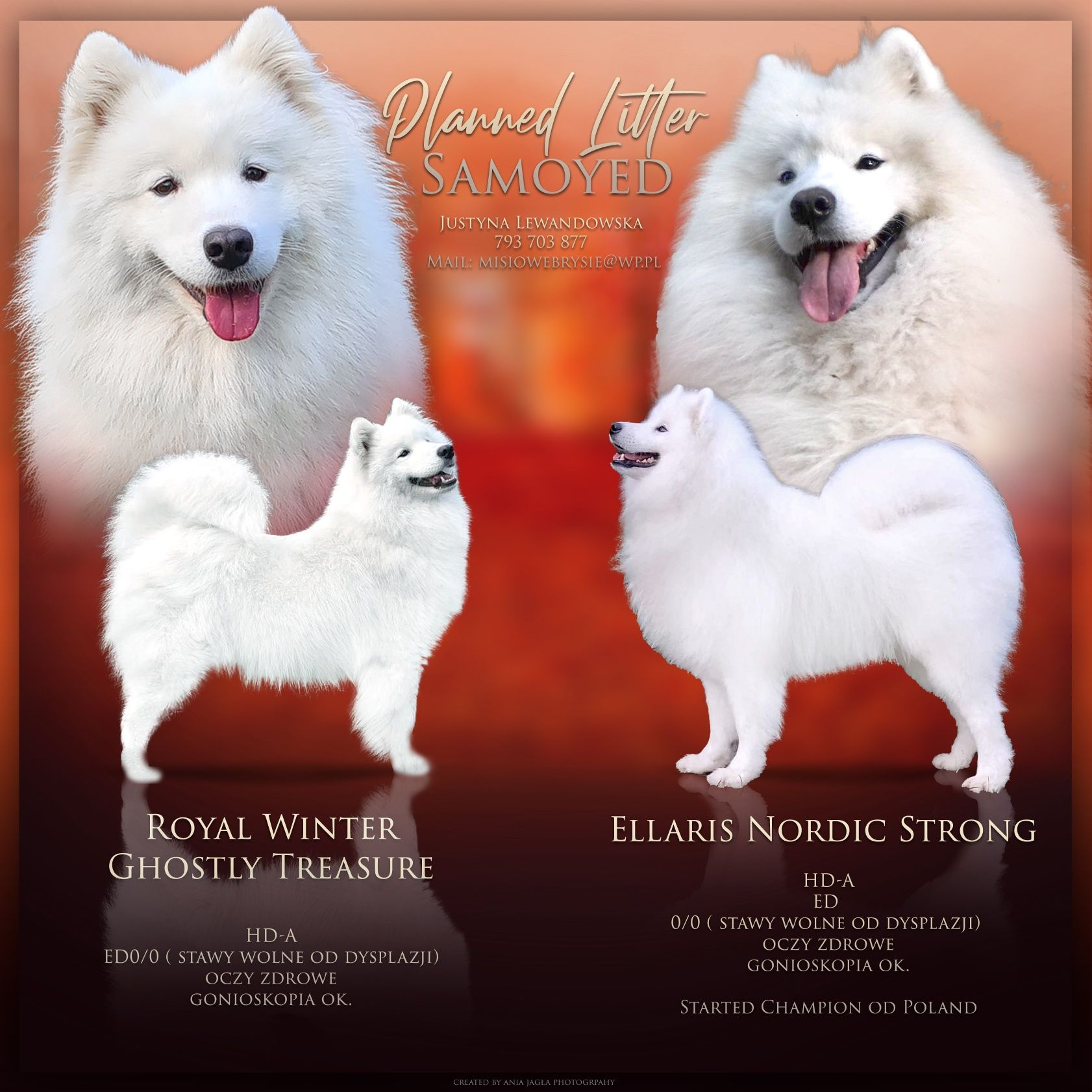 Samoyed chłopiec.  ZKwP,FCI.