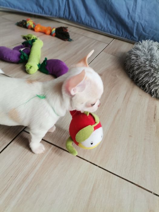 Chihuahua piesek  FCI