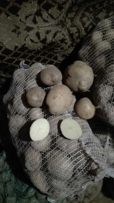 Ziemniaki jadalne Sifra, ziemniak