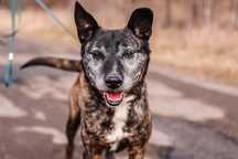 Morengo do adopcji!