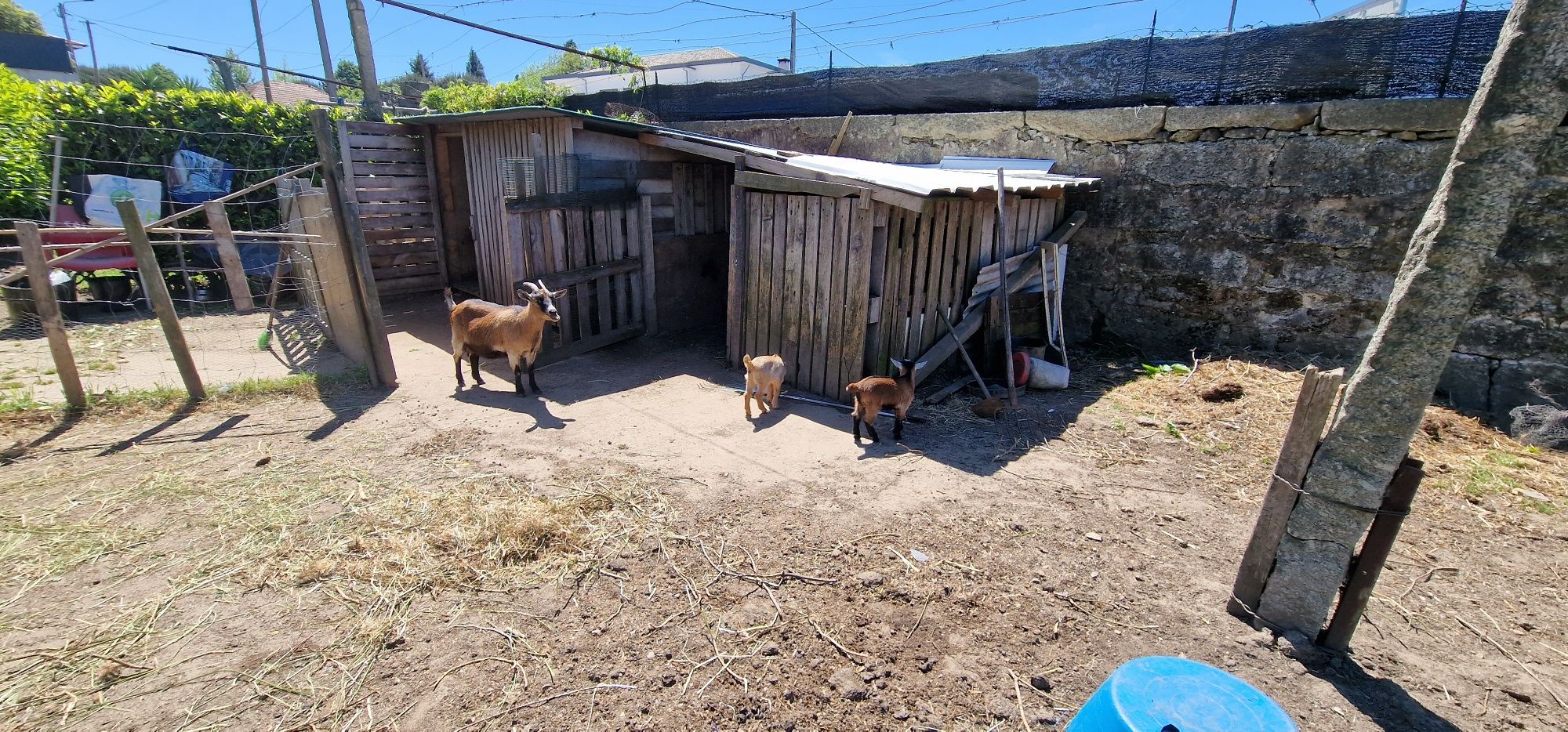 Vendo cabras anãs