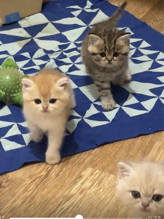 Золотая шиншила