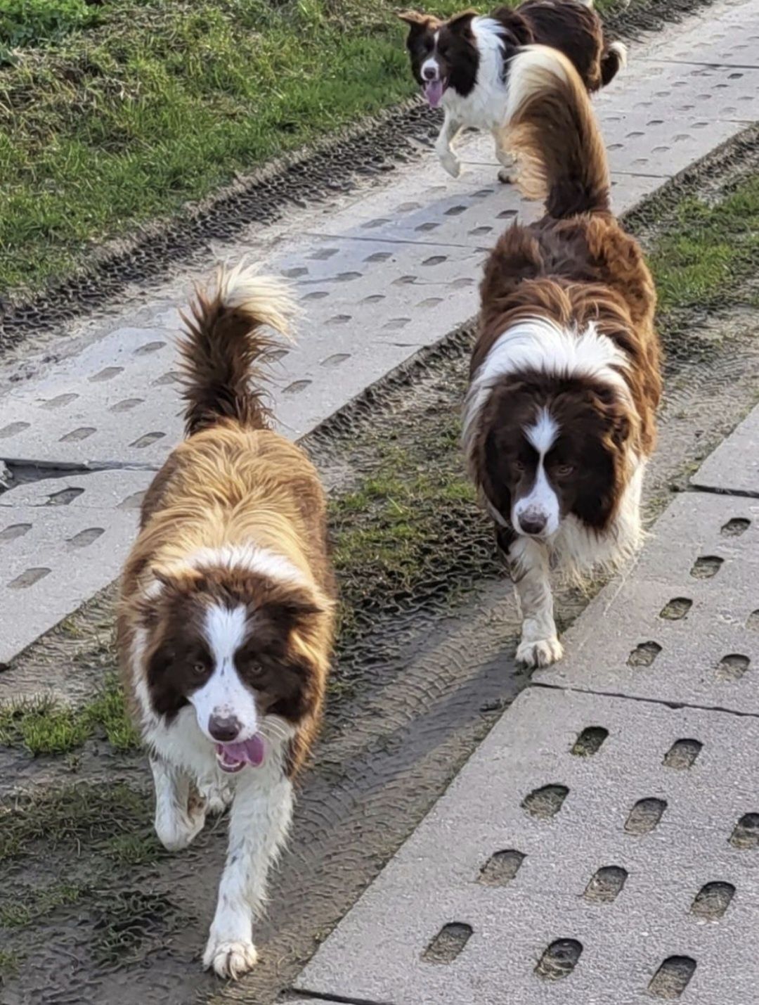 Border Collie Sunia