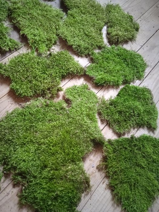 Мох плоский живий