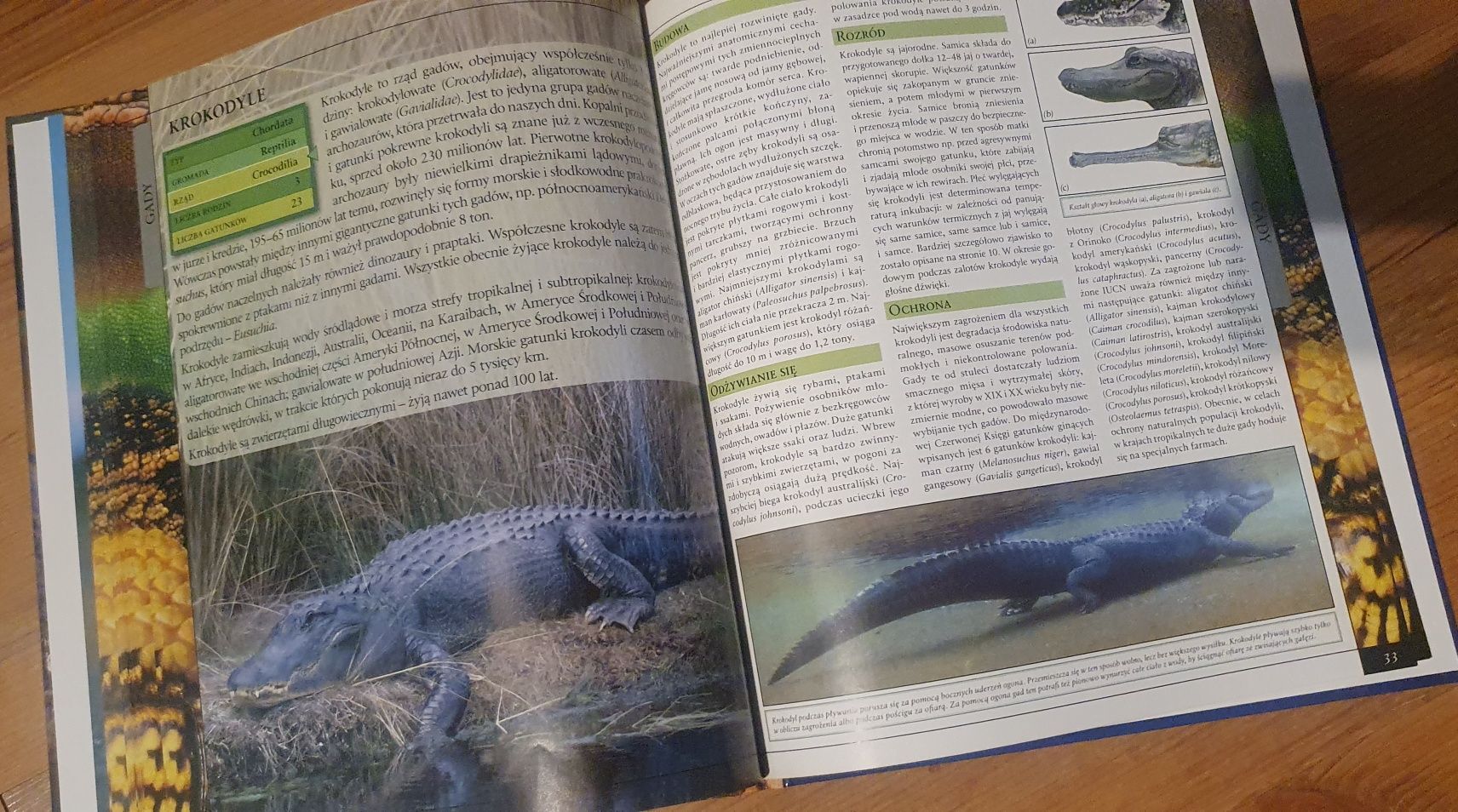 Encyklopedia zwierząt Gady