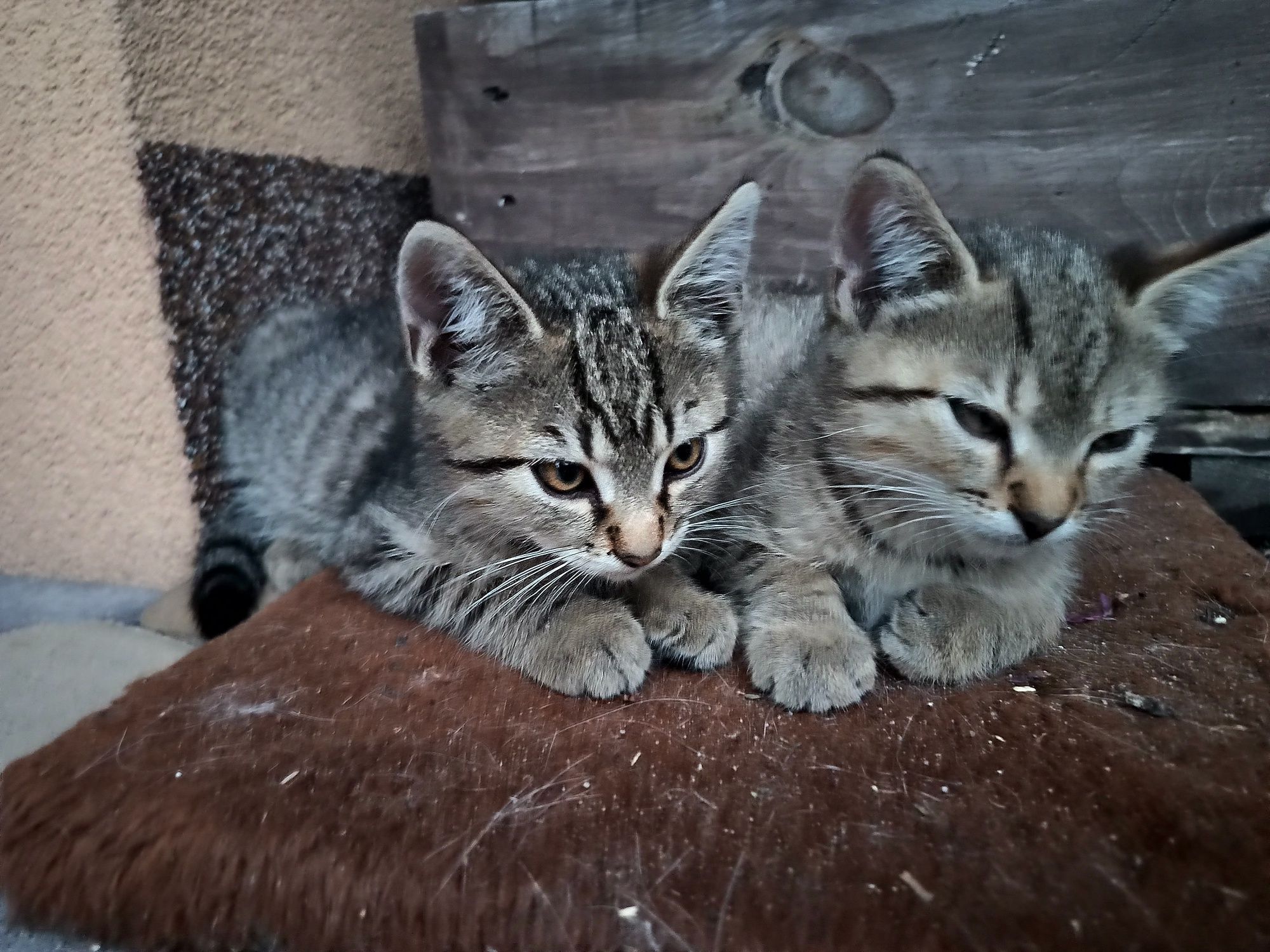 Oddam kocurki kota koty w dobre ręce