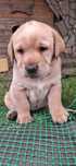 Labrador biszkoptowy