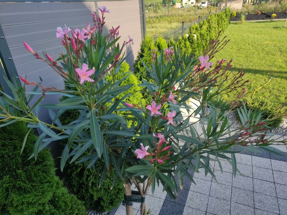 Oleander  pospolity roślina,