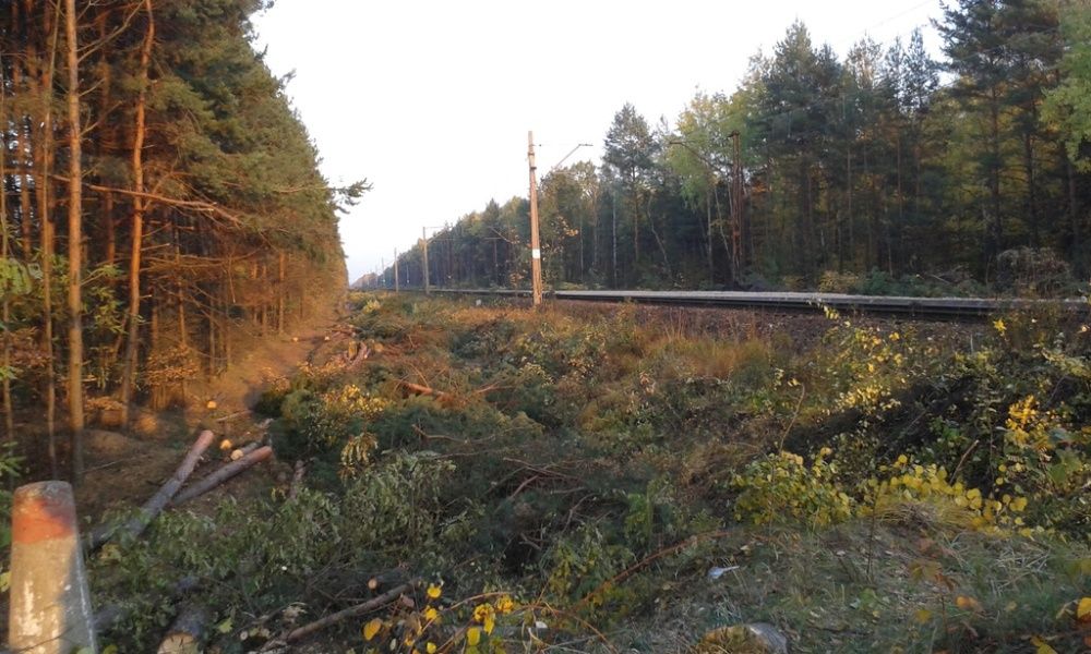 Wycinka drzew /alpinistycznie /z podnośnika