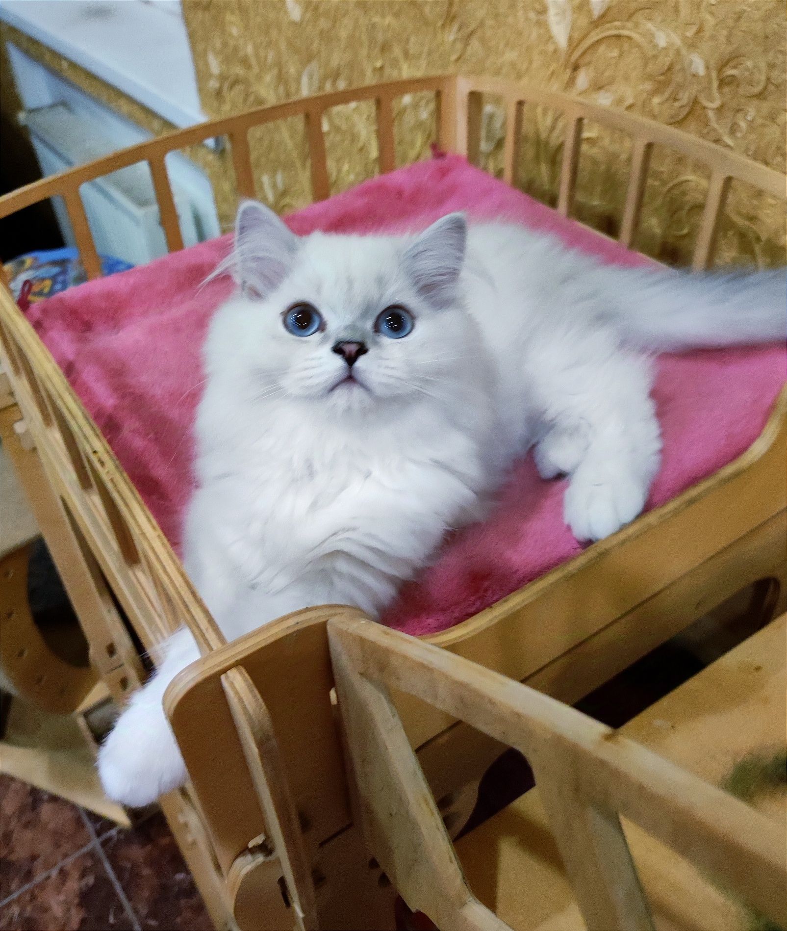 Клубный голубоглазый мальчик шиншиллка мальчик