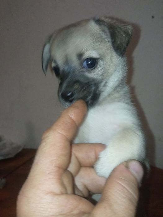 Цуценятко дівчинка в пошуках дому