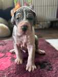 Dog Niemiecki szxzeniaki  FCI