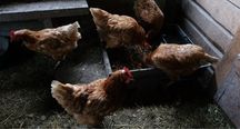 Продаю куриц несут хорошие яйца
