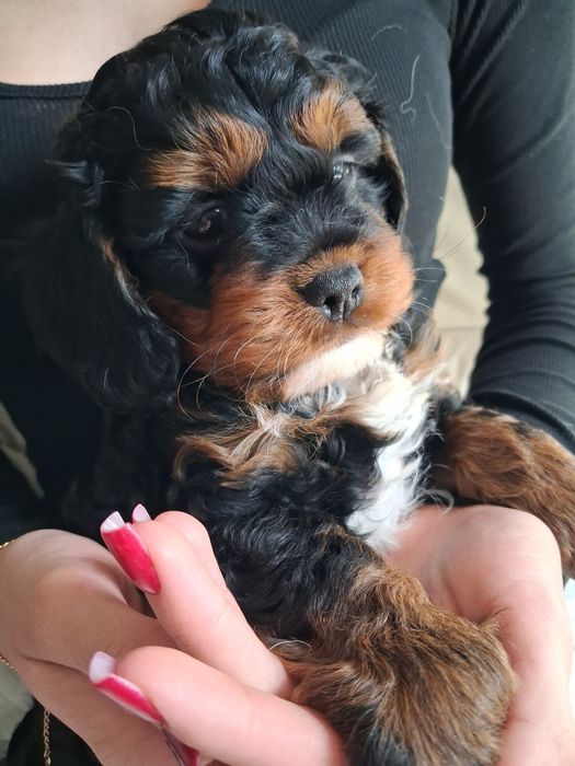 Cavapoo chłopczyk prześliczny  ! Jedyny taki cudny  !