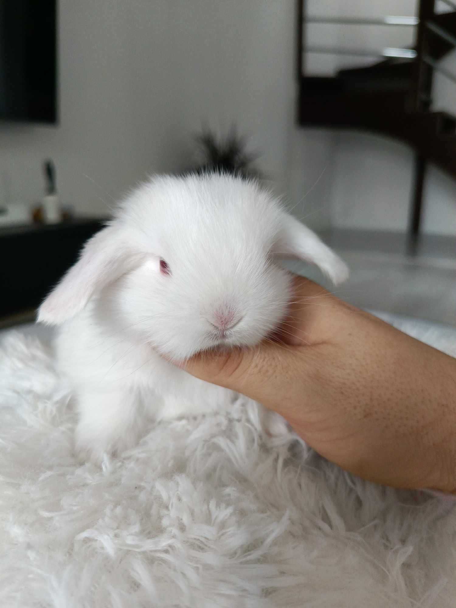 Mini lop karzełek Teddy hodowla zarejestrowana