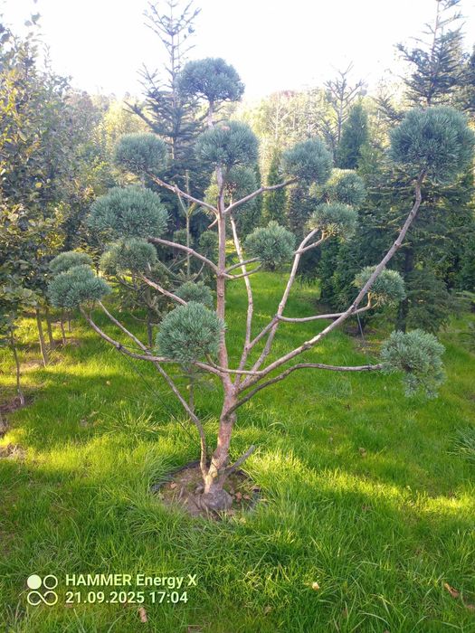 Bonzai-sosna pospolita "Watereri"